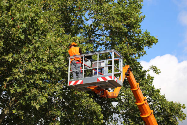 Best Fruit Tree Pruning  in Cimarron, KS